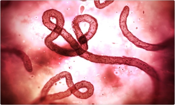 ebola_metrial_genetico_resulta
